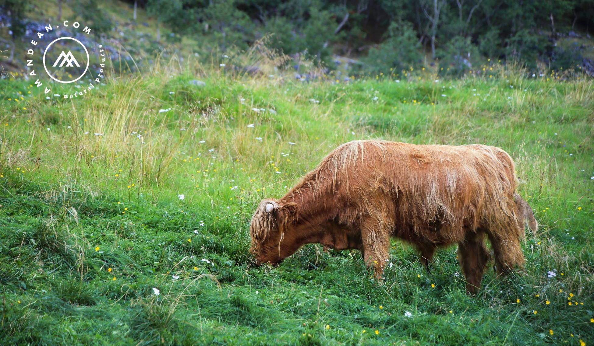 For Those Who Care: Grass-Fed vs Farmed Cows for Collagen