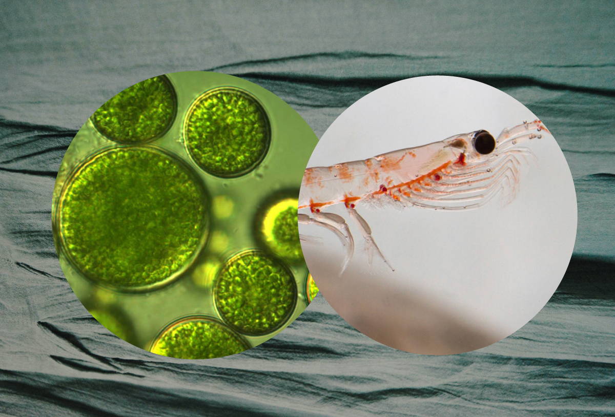 Krill vs Marine Algae: What’s the Best Supplement Source for Omega-3s