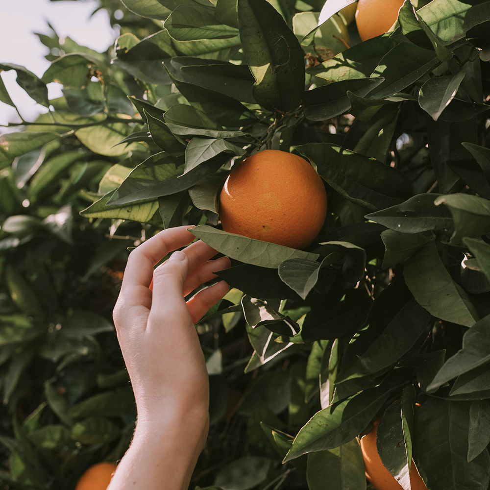 Liposomal vitamin C and allergies: What is the connection?