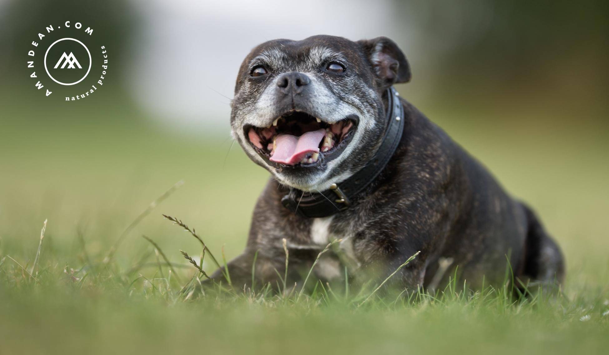 Human collagen for dogs clearance